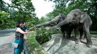 elephant-feeding-zoo-negara