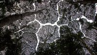 Among the most famous attraction of FRIM is the unique crown shyness phenomenon of Dryobalanops aromatica.