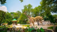 giraffe-enclosure-zoo-negara